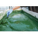 Spiruline de la Pointe d’Argent Comprimés